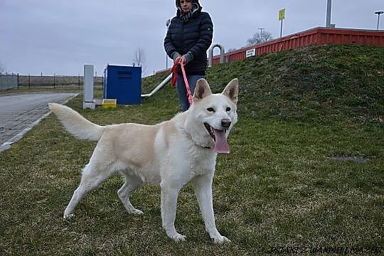Spragniony czlowieka White czeka na dom!