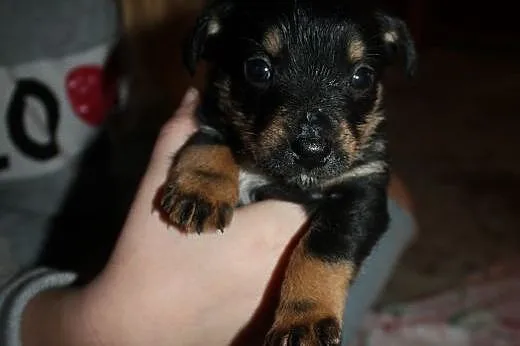 Mini szuka domu :) ,  mazowieckie Otwock, Mazowieckie, Otwock