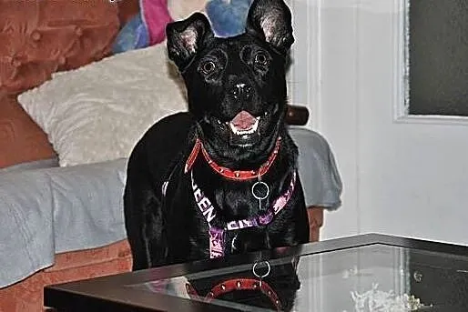 Salvo- pół labrador - do adopcji,  mazowieckie War