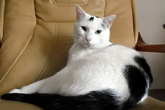 1,5 roczny kocur Sasin szuka domu