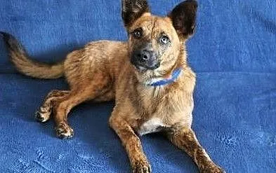 GOPI - piękna, 10 miesięczna kochana i mądra sunia do adopcji, Mazowieckie, Warszawa