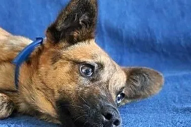 GOPI - piękna, 10 miesięczna kochana i mądra sunia do adopcji, Mazowieckie, Warszawa