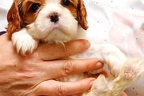 Cavalier King Charles Spaniel