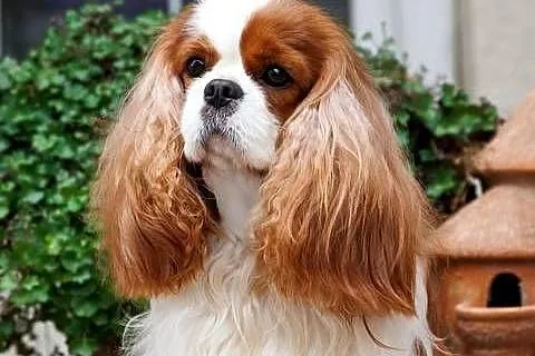 Cavalier King Charles Spaniel, Śląskie, Koziegłowy