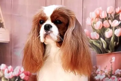 Cavalier King Charles Spaniel, Śląskie, Koziegłowy