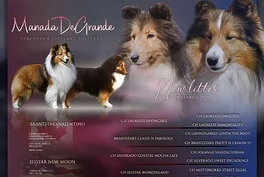 Sheltie linia amerykańska zapowiedź miotu owczarek szetlandzki ZKwP/FCI, Lubuskie, Gorzów Wielkopolski