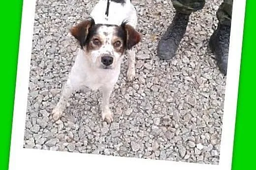 Dzieciolubny,łagodny,wesoły,sredni,młody piesek PRESTO.Adopcja,  mazowieckie Warszawa