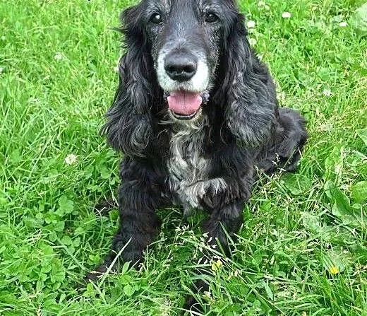 Piękny, czarny Spaniel do adopcji - spokojny, cich