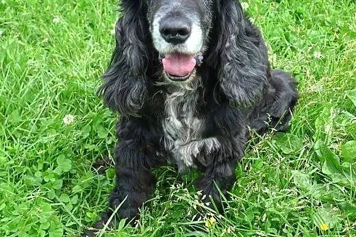 Piękny, czarny Spaniel do adopcji - spokojny, cich