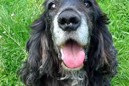 Piękny, czarny Spaniel do adopcji - spokojny, cich