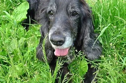 Piękny, czarny Spaniel do adopcji - spokojny, cich