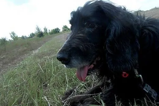 Piękny, czarny Spaniel do adopcji - spokojny, cich