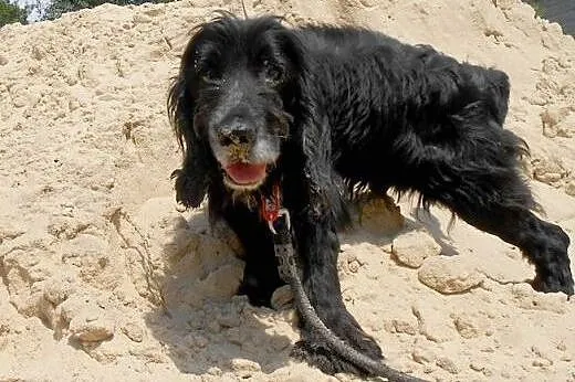 Piękny, czarny Spaniel do adopcji - spokojny, cich
