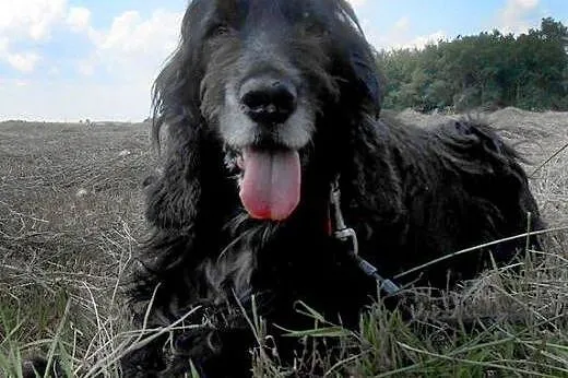 Piękny, czarny Spaniel do adopcji - spokojny, cich