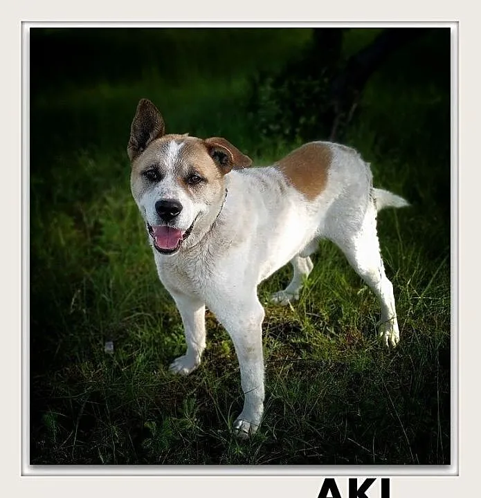 AKI 40kg, Łódzkie, Łódź