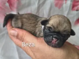 Przeurocze Mopsiki zapraszają do rezerwacji miotu