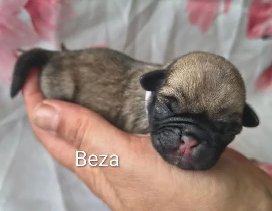Przeurocze Mopsiki zapraszają do rezerwacji miotu, , Włodzienin