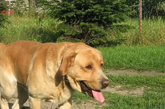 Labrador - reproduktor
