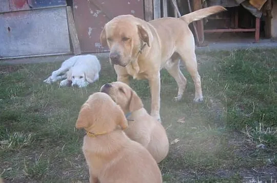 Labrador - reproduktor