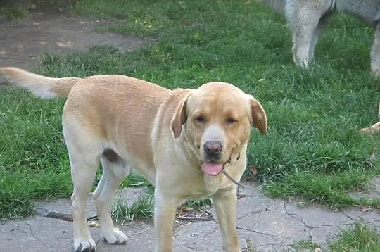 Labrador - reproduktor