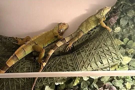 Dorosła para legwanów zielonych ( Iguana iguana ) + kompletne terrarium