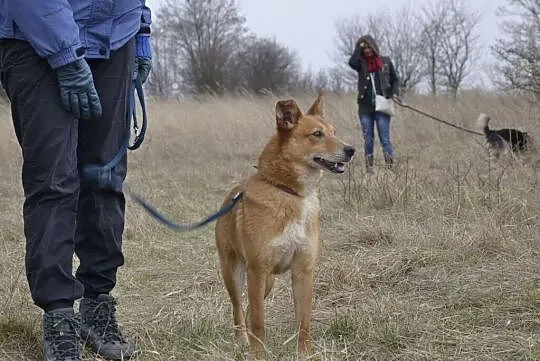 Gabi-smutna psinka za kratami - kto odmieni jej ps
