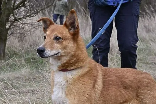 Gabi-smutna psinka za kratami - kto odmieni jej ps
