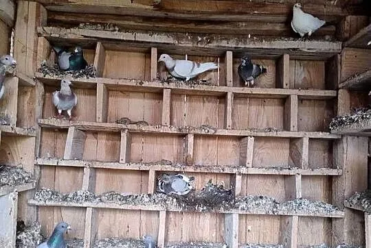Gołębie