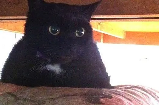 Lilka - zacna kocia dama do adopcji..., dolnośląskie Jelenia Góra