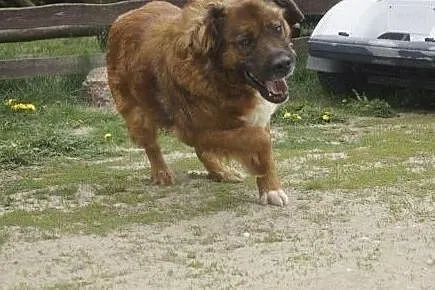 Duży, wesoły pies w typie leonbergera, Wojtyszki