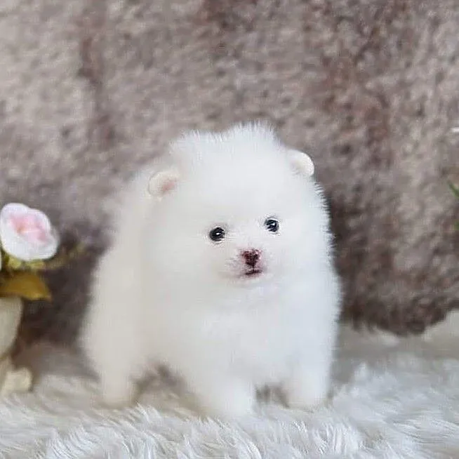 Szpic miniaturowy pomeranian szczenięta, Zachodniopomorskie, Szczecin