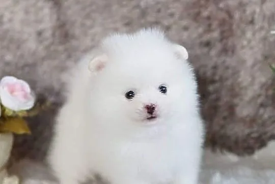 Szpic miniaturowy pomeranian szczenięta, Zachodniopomorskie, Szczecin