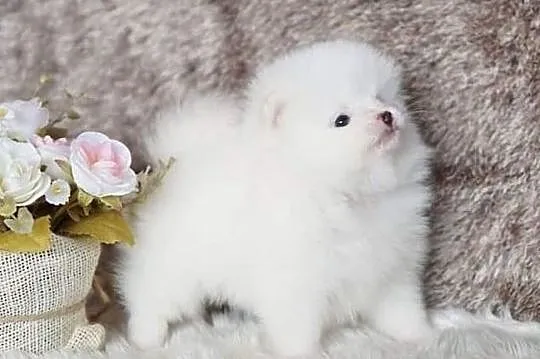 Szpic miniaturowy pomeranian szczenięta, Zachodniopomorskie, Szczecin