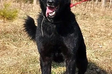 Kruczoczarny Omen :)