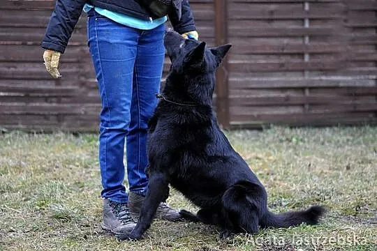 Kruczoczarny Omen :)