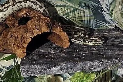 Morelia spilota