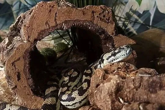 Morelia spilota, Śląskie, Tychy