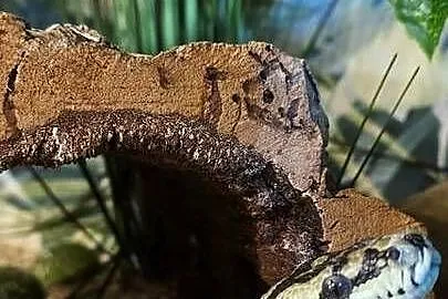 Morelia spilota, Śląskie, Tychy