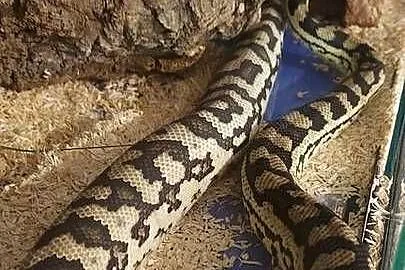Morelia spilota, Śląskie, Tychy