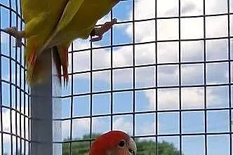 Nierozłączka czerwonoczelna młoda do oswojenia jak i dojrzał, Opolskie, Opole