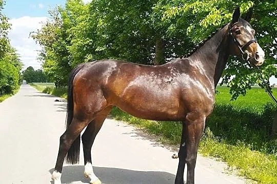 ARTHUR V (Argentinus x Absinth) - nasienie mrożone!, , 