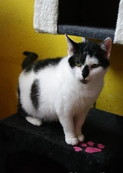 Fibi - puchata, przemiła koteczka, kot szuka domu