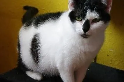Fibi - puchata, przemiła koteczka, kot szuka domu