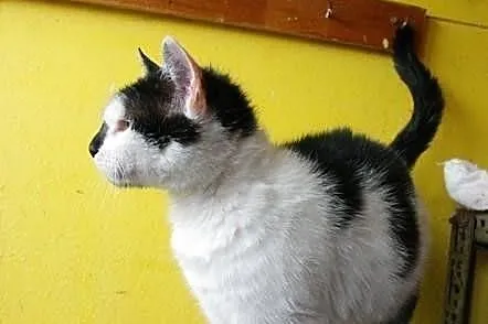 Fibi - puchata, przemiła koteczka, kot szuka domu