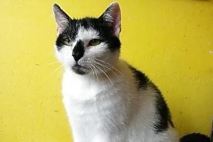 Fibi - puchata, przemiła koteczka, kot szuka domu