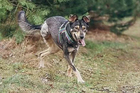 SHILA - cudowna WILCZASTA sunia,  dolnośląskie Wro
