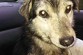 Dyluś młody psiak zaznał krzywdy ale mimo to nadal