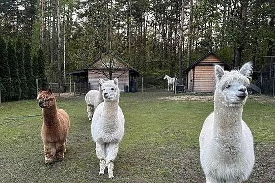 Alpaki sprzedam, Podlaskie, Jurowce