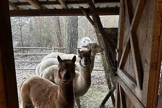 Alpaki sprzedam, Podlaskie, Jurowce