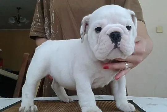 Piękny piesek buldoga angieskiego na sprzeadaż!